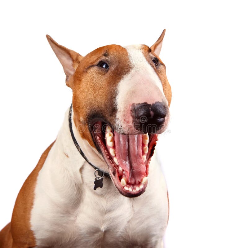 Portrait of a cheerful bull terrier