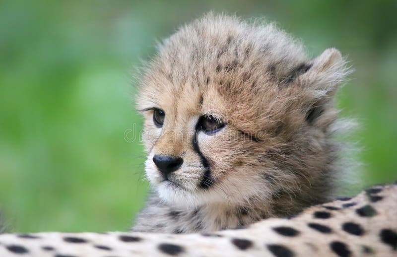 Portrait Cheetah cub