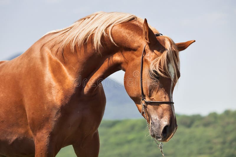 Portrait of chestnut arabian colt at mountain background