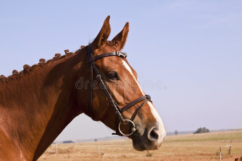 Horse Pulling Funny Face stock image. Image of field 40270703