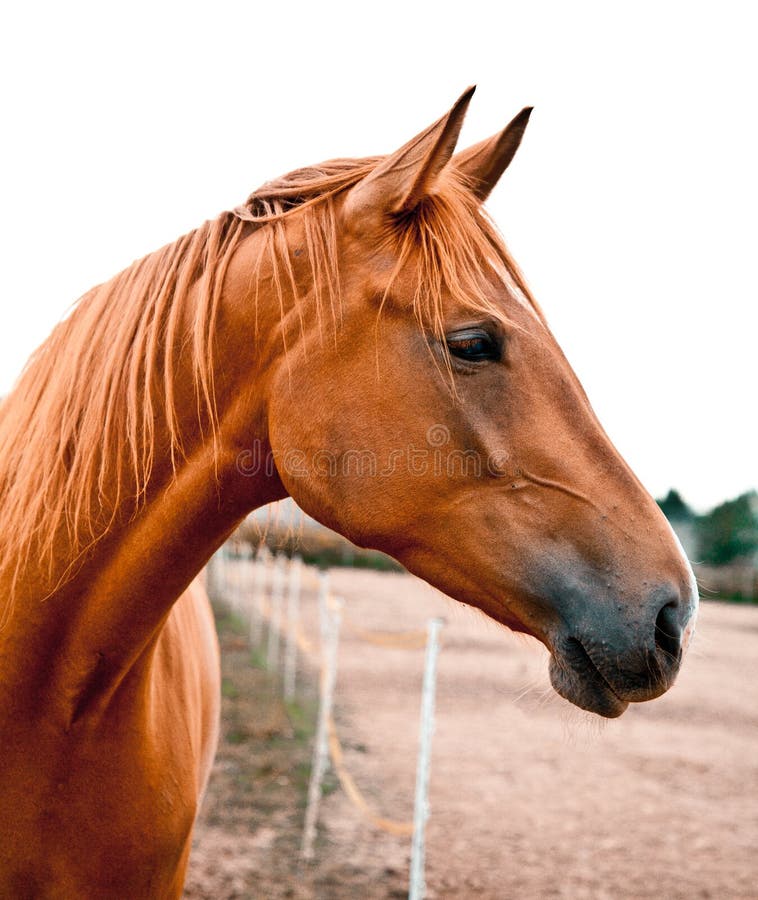 chestnut horses