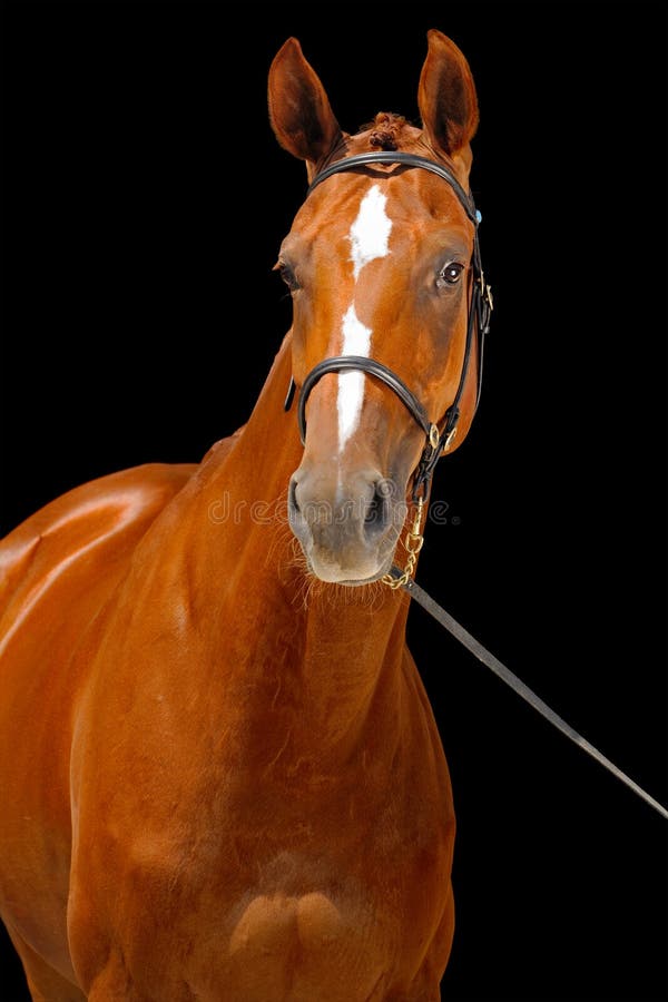 Portrait of chestnut horse royalty free stock photo