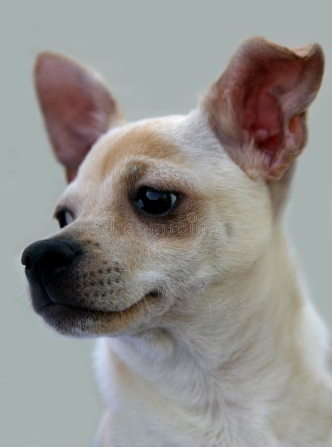 Portrait of a Chihuahua