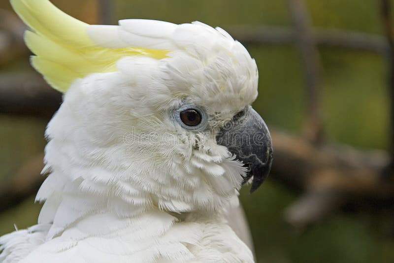 Portrait of a cockatoo