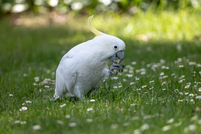 Portrait of a Cockatoo Eating Stock Image Image of bird, cockatoo