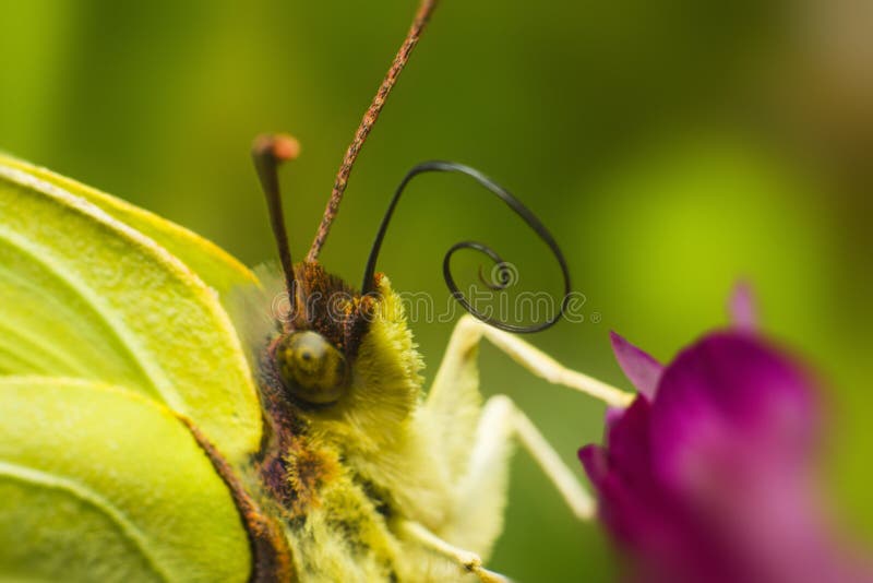 Portrait of a Common Brimstone (Gonepteryx rhamni)