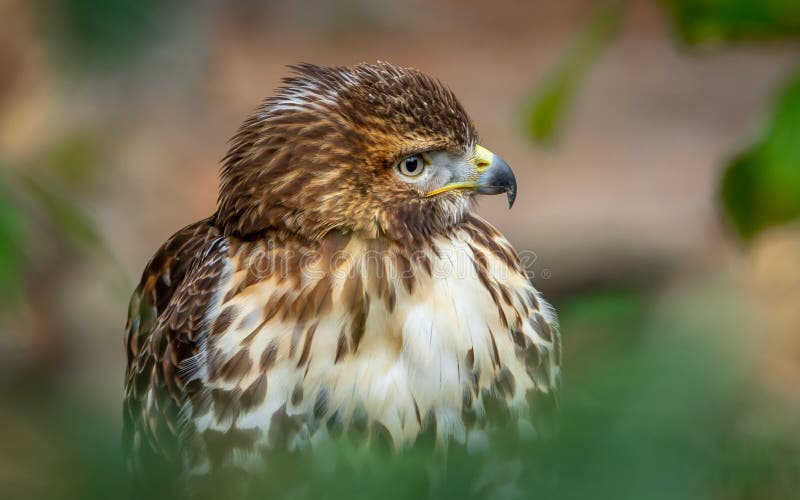 Portrait of Common buzzard, bird of prey