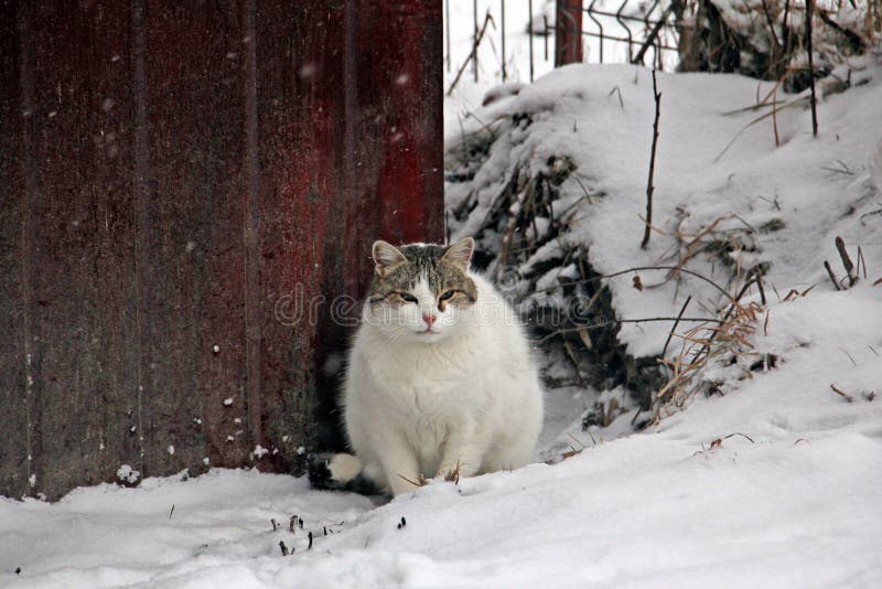 Portrait of a Common Cat in the Snow. Stock Image Image of baby