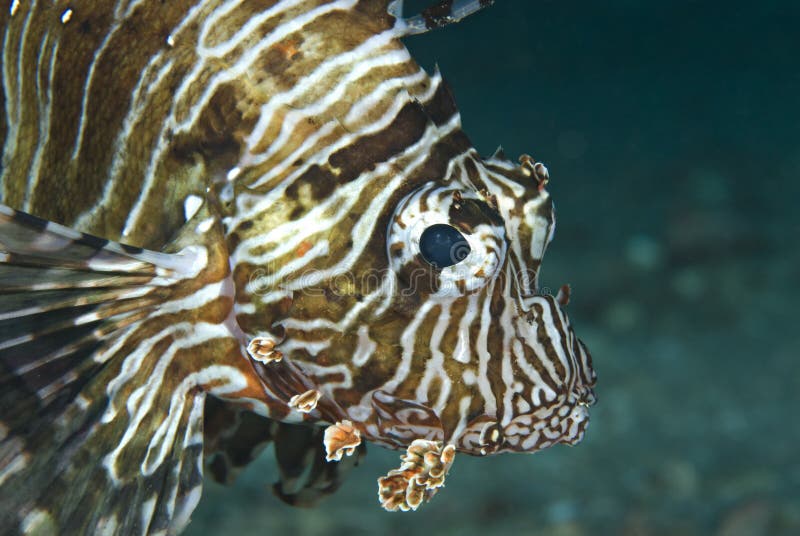 Portrait of a Common lionfish.