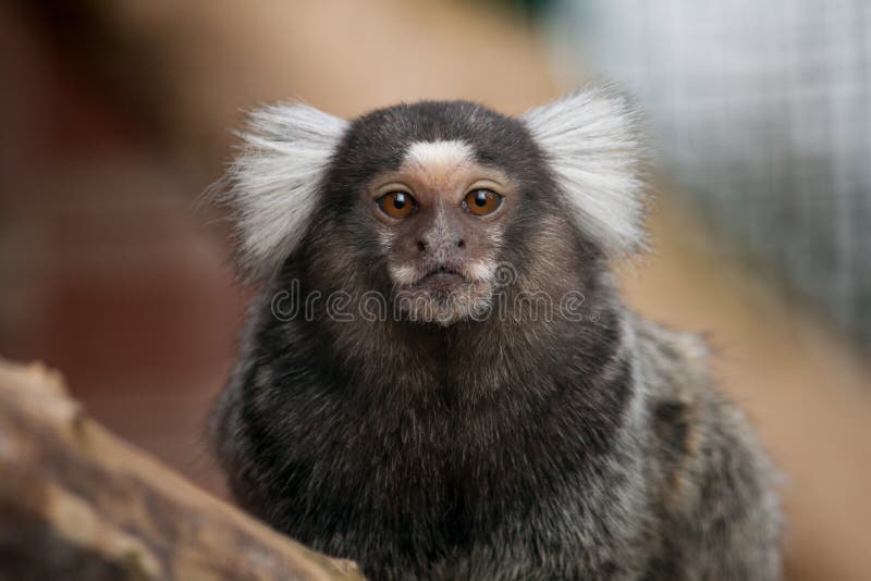 Common marmoset monkey royalty free stock images Common marmoset monkey royalty free stock images