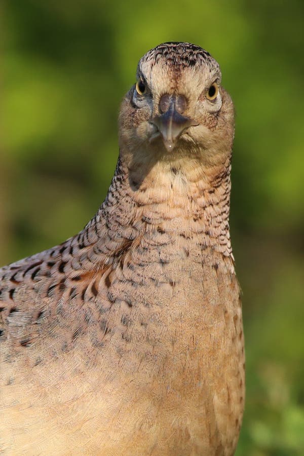 Portrait of common pheasant female, Phasianus colchicus royalty free stock photography Portrait of common pheasant female, Phasianus colchicus royalty free stock photography
