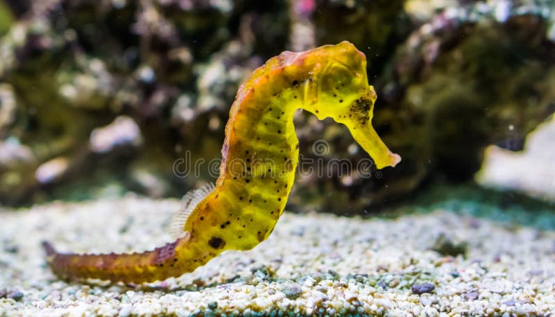 Portrait of a common yellow estuary seahorse with black spots, tropical aquarium pet from the indo-pacific ocean
