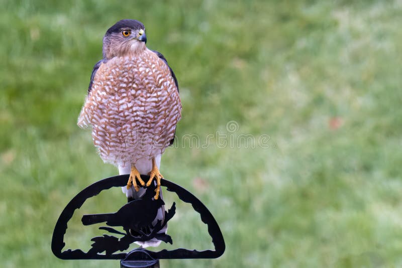 355 Cooper Hawk Perched Stock Photos Free & RoyaltyFree Stock Photos