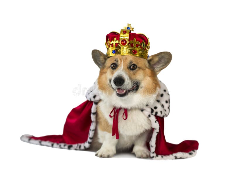Crown corgis best sale