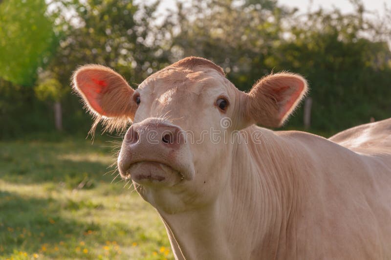 Portrait Of A Cream Colored Cow With Horns Stock Photo Image of