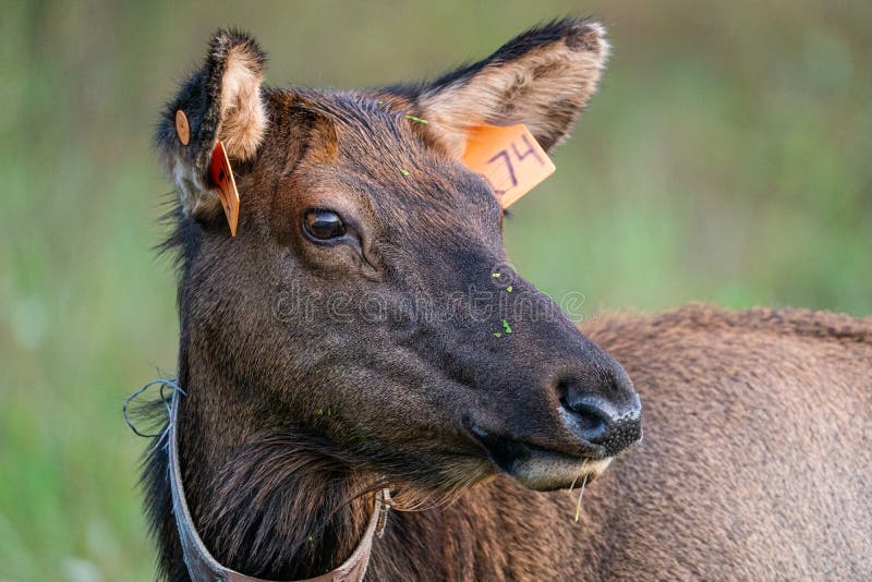 Cow Elk Portrait stock image. Image of national, deer 256959609