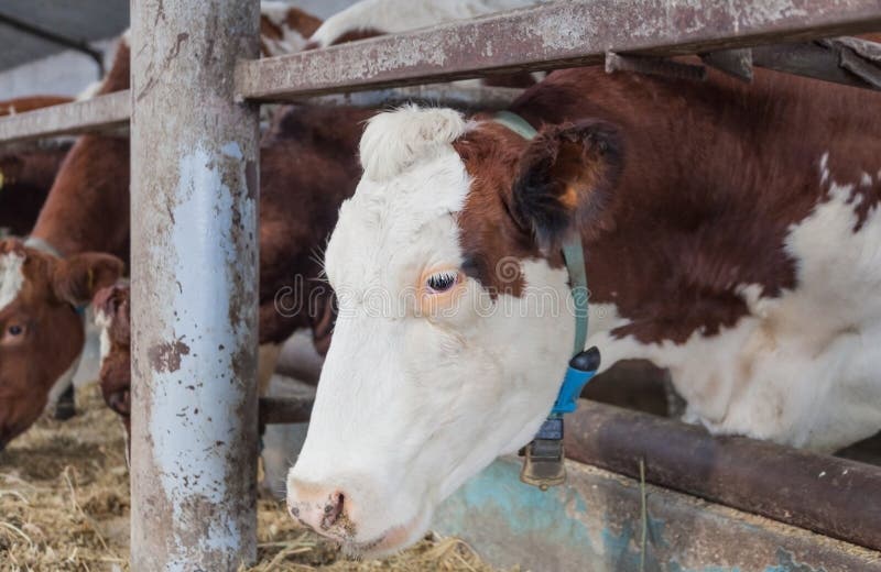 Portrait of a cow on a farm stock image