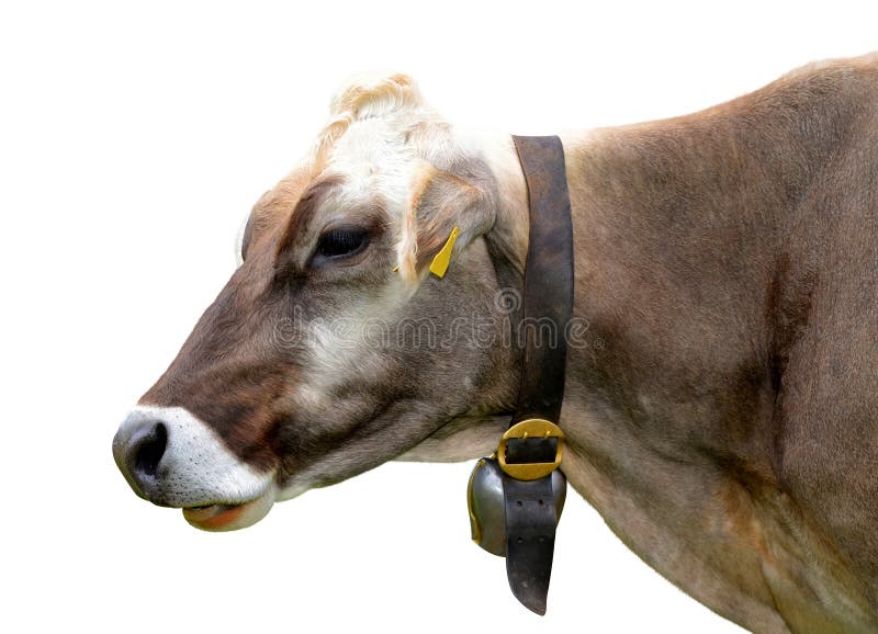 Portrait of a cow stock photos Portrait of a cow stock photos