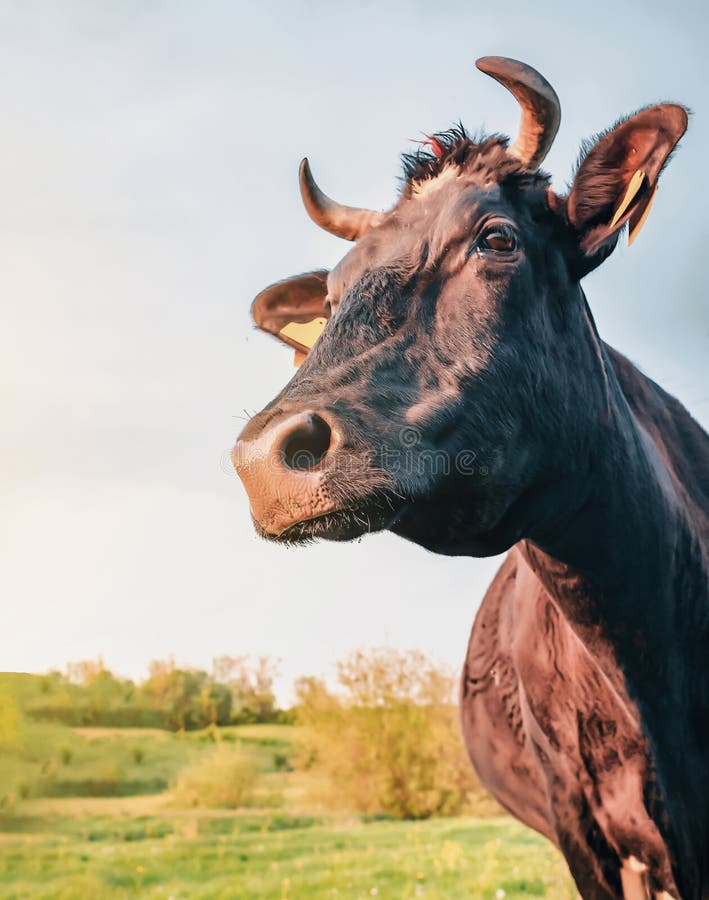 Portrait of a cow in the rays of the evening sun. The cow bowed her head to the side stock photo