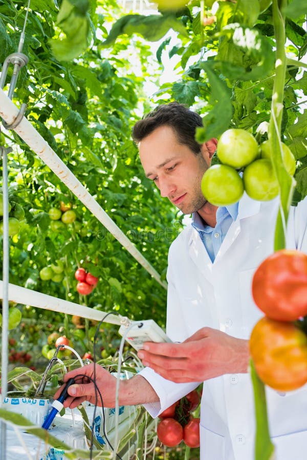 Tomato Harvesting Machine Scientist With Equipment Holding Tools During Scientific Tomato Harvesting Machine Scientist With Equipment Holding Tools During Scientific