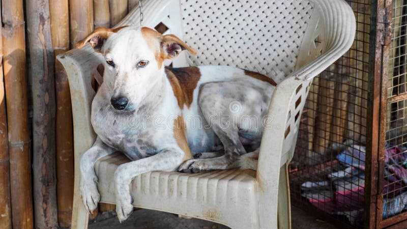 Portrait of cur adult dog lying on the chair at the porch royalty free stock photography Portrait of cur adult dog lying on the chair at the porch royalty free stock photography