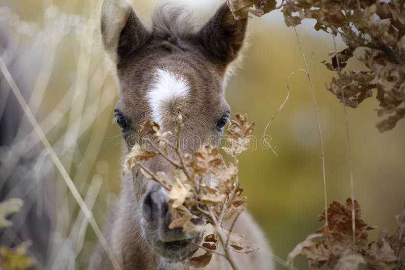 Cute foal hiding behind a branch stock photography Cute foal hiding behind a branch stock photography