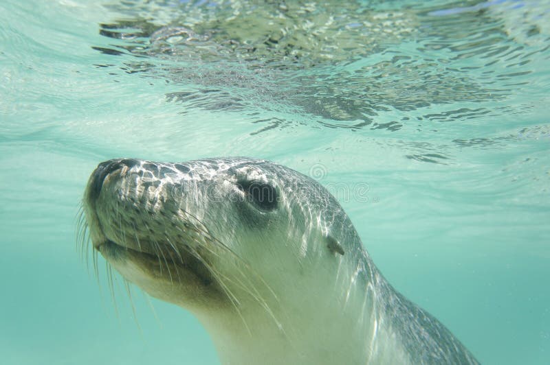 Portrait of a curious sea lion royalty free stock image Portrait of a curious sea lion royalty free stock image