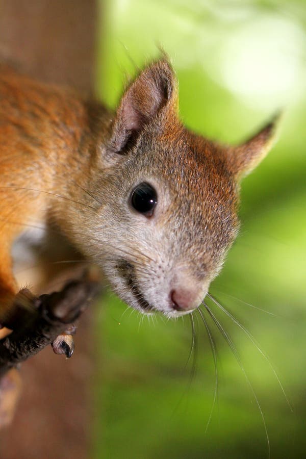Portrait of a curious squirrel