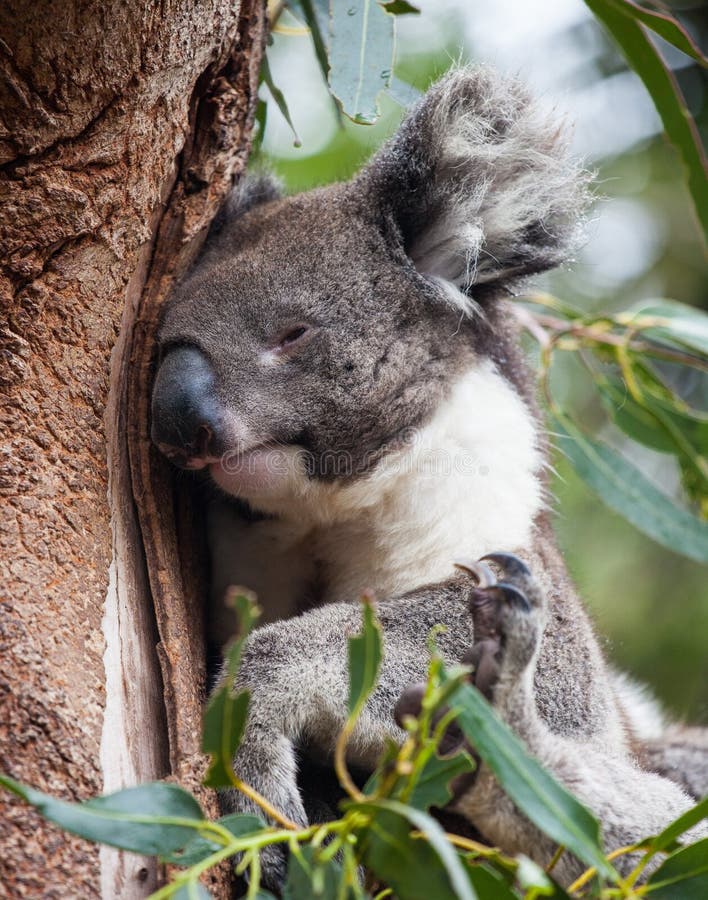 Portrait Cute Australian Koala Bear Sitting and Sleeping in an