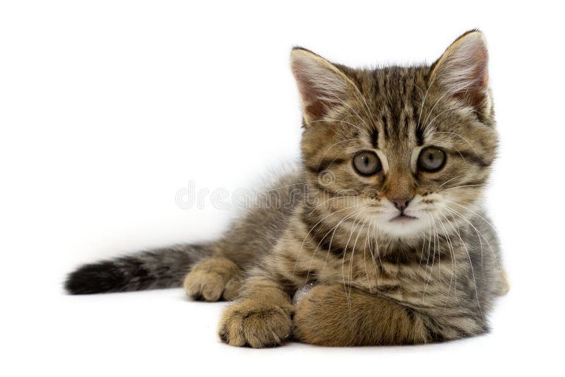 Portrait of Cute Baby Tabby Kitten on White Background. Kid Animals and  Adorable Cats Concept Stock Image - Image of scottish, square: 143794941