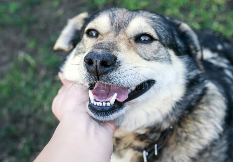 Portrait of cute  brown contented dog stroking man`s hand behind his ear