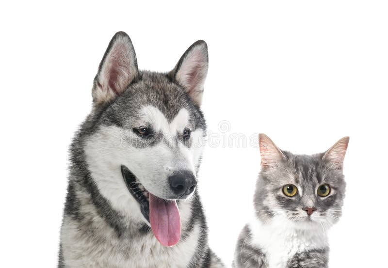 Portrait of cute cat and dog on white background.