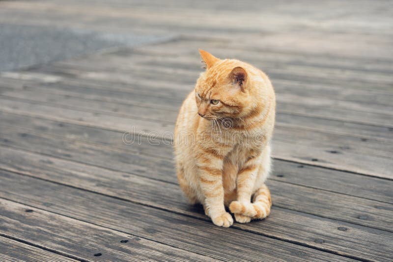 Portrait Cute Cat Sitting in Front of the House is a Cute Pet and Good ...