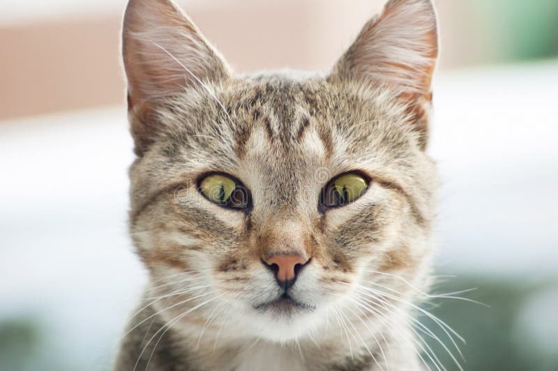 Third Eyelid Neoplasma In Dog Stock Image - Image of ...