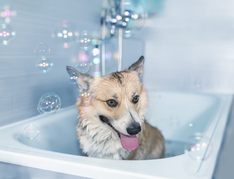 Portrait of a cute Corgi dog in the bathroom washing in foam and soap bubbles smiling pretty stock images