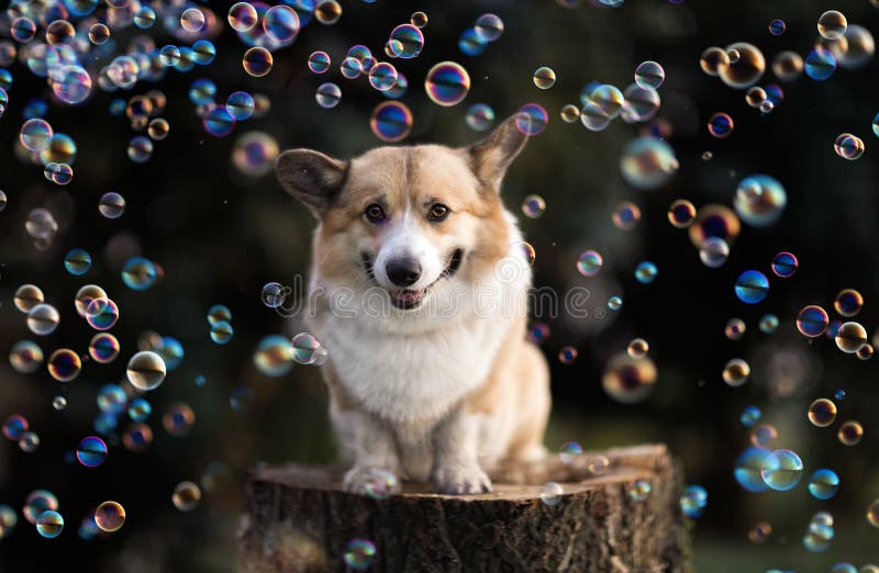 Cute corgi dog puppy sitting in a sunny summer garden on a stump surrounded by shiny soap bubbles stock photo