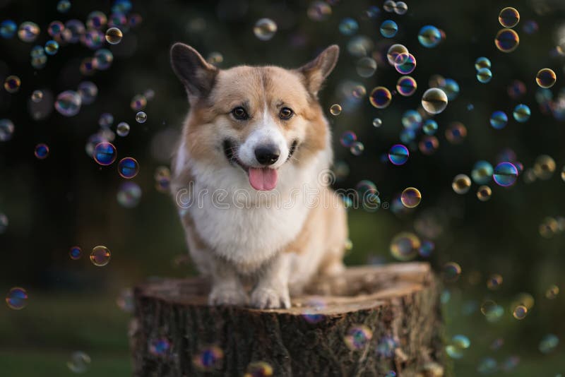 Portrait of a cute corgi dog puppy sitting in a sunny summer garden on a stump surrounded by shiny soap bubbles royalty free stock photos