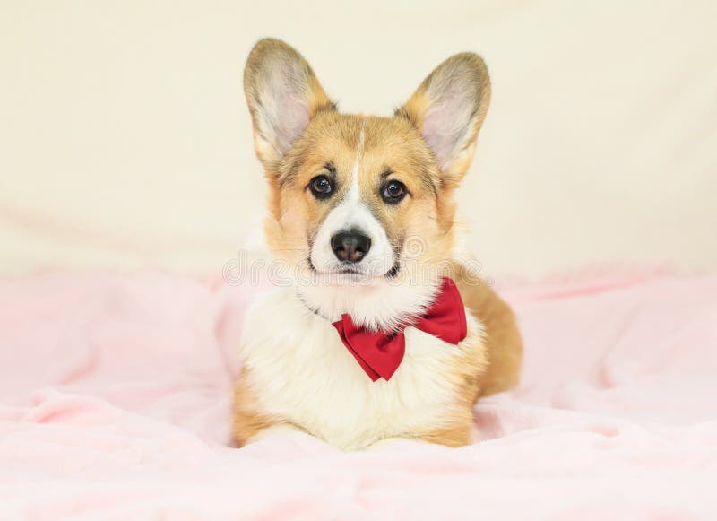 Portrait of a cute Corgi pup in a festive red bow tie and gastuche lying on a fluffy pink blanket and looking forward royalty free stock photo Portrait of a cute Corgi pup in a festive red bow tie and gastuche lying on a fluffy pink blanket and looking forward royalty free stock photo