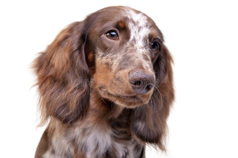 Portrait of a cute Dachshund puppy stock photography Portrait of a cute Dachshund puppy stock photography