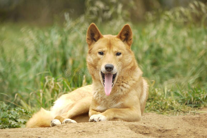 Dingo Australia Royalty-Free Images, Stock Photos & Pictures