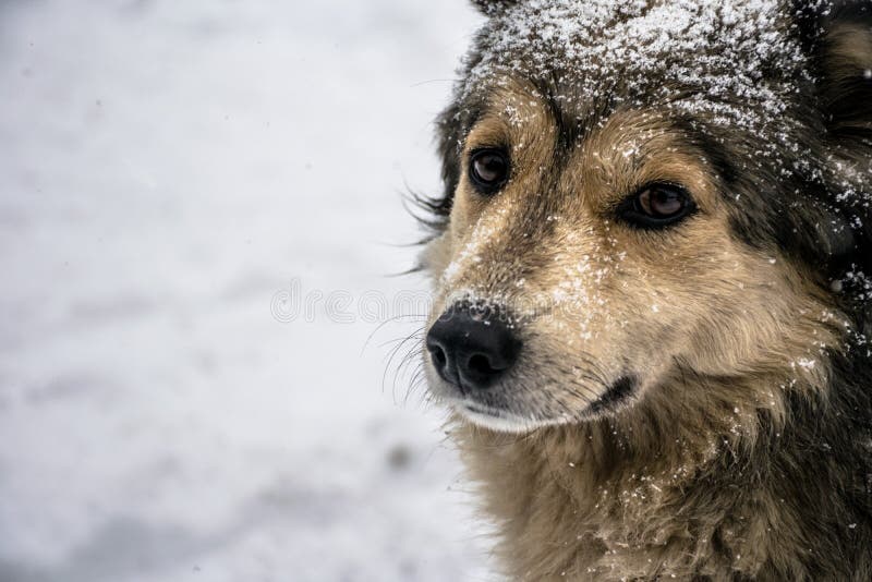 Portrait of a cute dog with kind sad eyes stock image Portrait of a cute dog with kind sad eyes stock image
