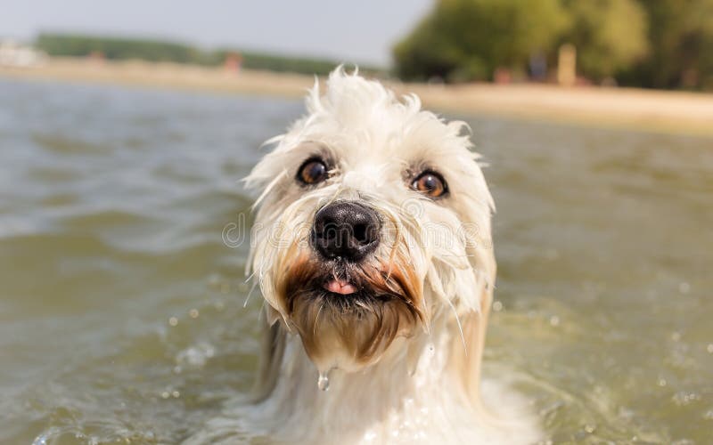 Portrait of Cute Dog in Water Stock Image Image of bichon, nose 60070965