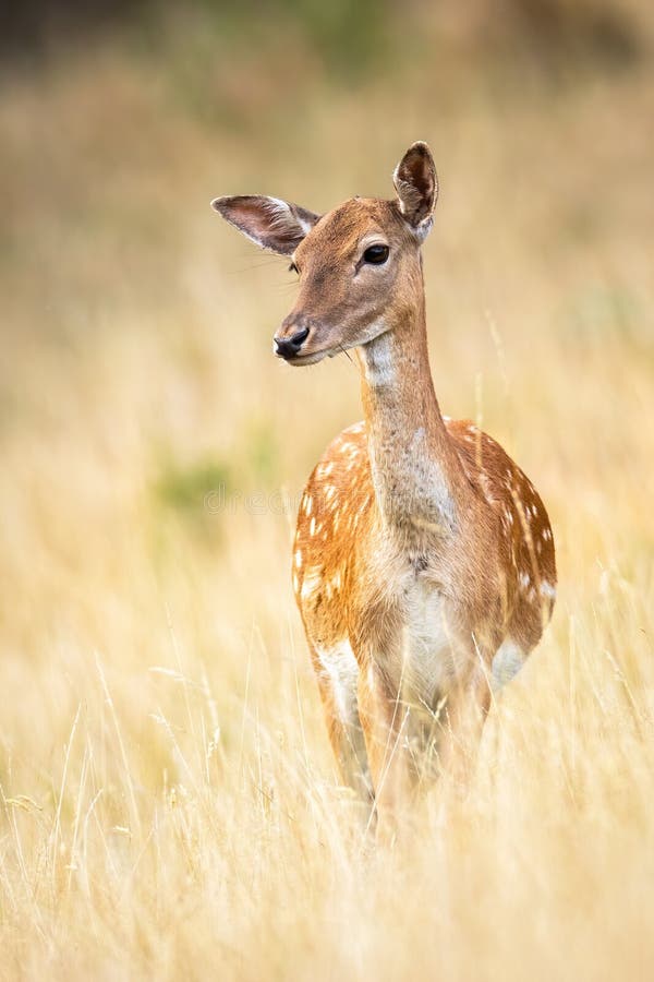 Portrait of a cute fallow deer observing on a meadow with dry grass in autumn