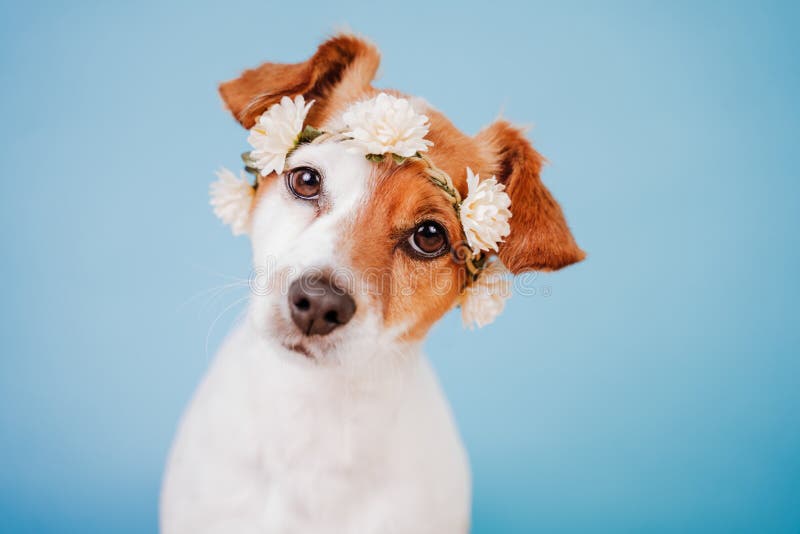 https://thumbs.dreamstime.com/b/portrait-cute-jack-russell-dog-wearing-crown-flowers-over-blue-background-spring-summer-concept-182856189.jpg