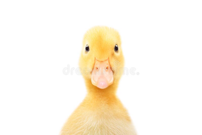 Portrait of a cute little duckling royalty free stock photography