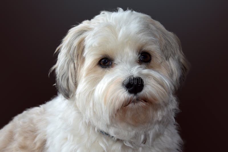 215 Sad Havanese Dog Stock Photos - Free & Royalty-Free Stock Photos ...