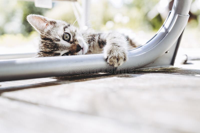 Portretul unui pisoi mic și drăguț care se joacă afară stock image