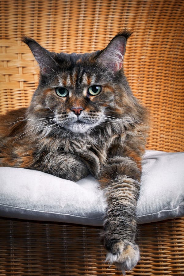 Portrait Cute Maine Coon Cat Stretching Out Paw in Wicker Chair Stock ...