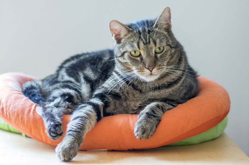 Portrait of cute marble striped cat in orange cat bed, single animal, eye contact