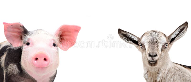 Portrait of a cute pig and a grey goat